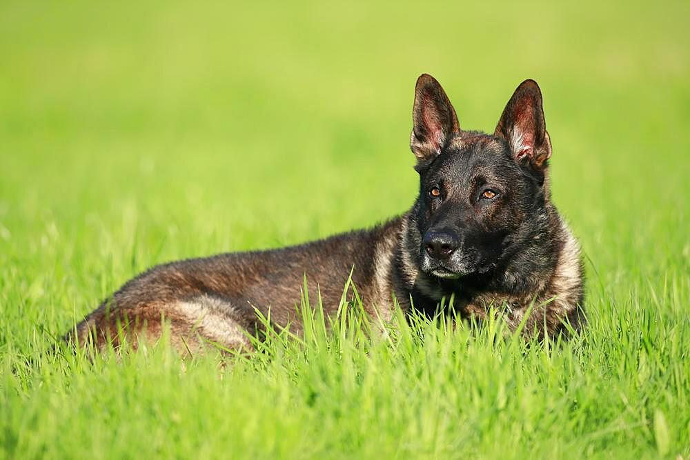 German shepherd Domestic dog (Canis lupus familiaris), adult, male, lying in grass, Rhineland-Palatinate, Germany, Europe