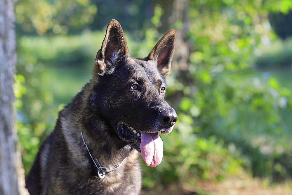 German shepherd Domestic dog (Canis lupus familiaris), adult, male, portrait, Rhineland-Palatinate, Germany, Europe