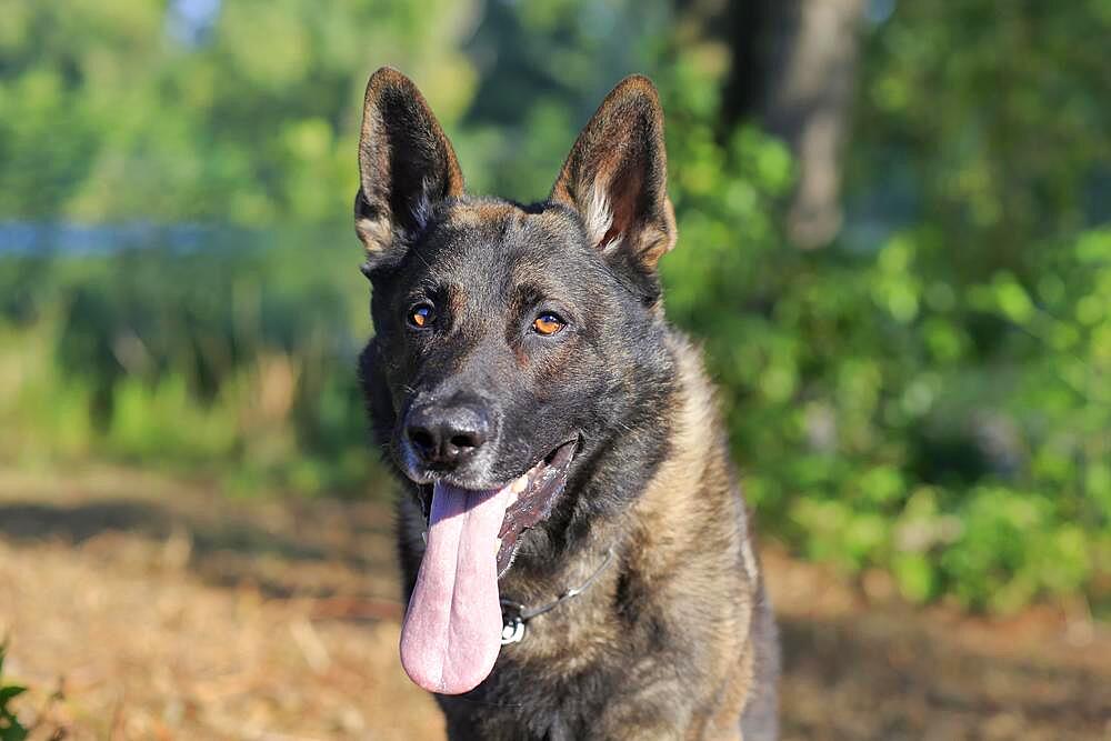 German shepherd Domestic dog (Canis lupus familiaris), adult, male, portrait, Rhineland-Palatinate, Germany, Europe