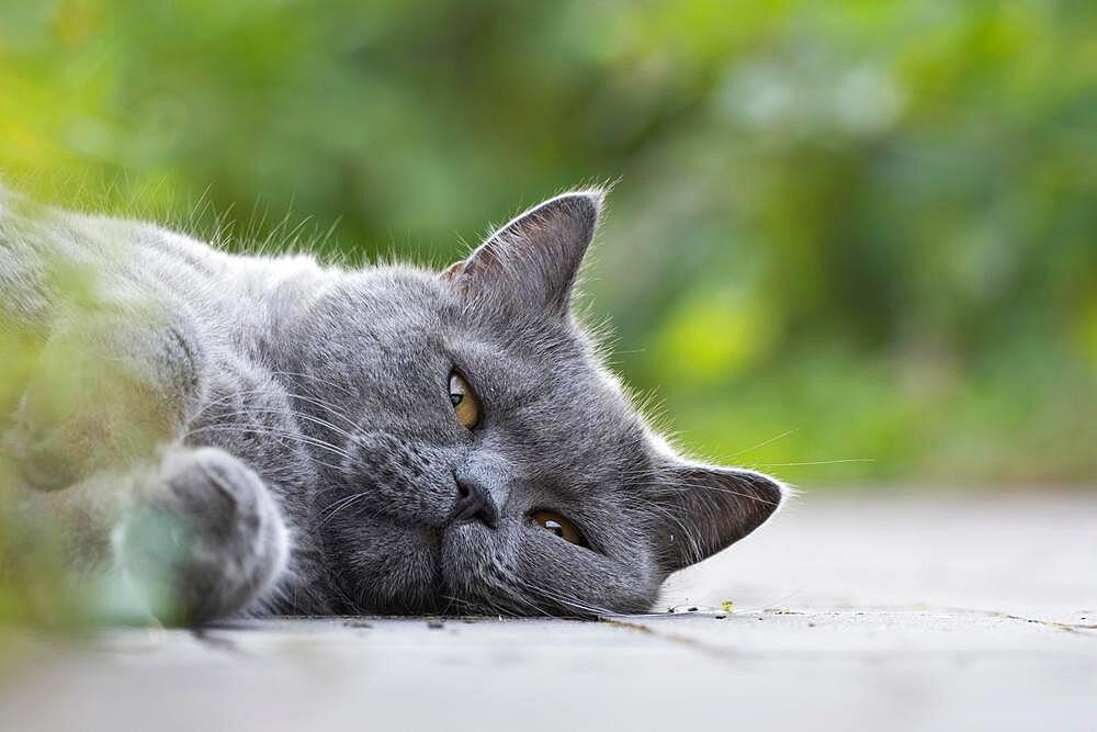 British Shorthair, Male, Lying, Pet portrait, Hesse, Germany, Europe