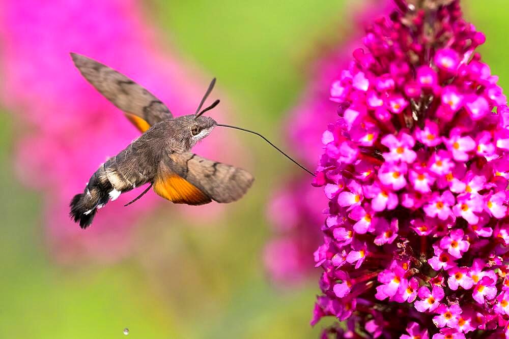 Hummingbird hawk-moth ( Macroglossum stellatarum) flying, collecting nectar of butterfly bushes, Hesse, Germany, Europe