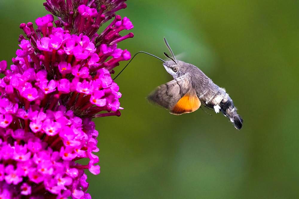 Hummingbird hawk-moth ( Macroglossum stellatarum) flying, collecting nectar of butterfly bushes, Hesse, Germany, Europe