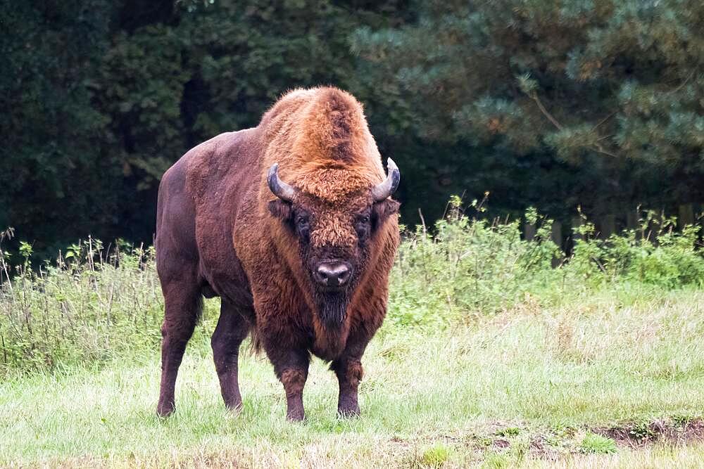 European bison (Bison bonasus), Damerow bison reserve, Mecklenburg-Western Pomerania, Germany, Europe