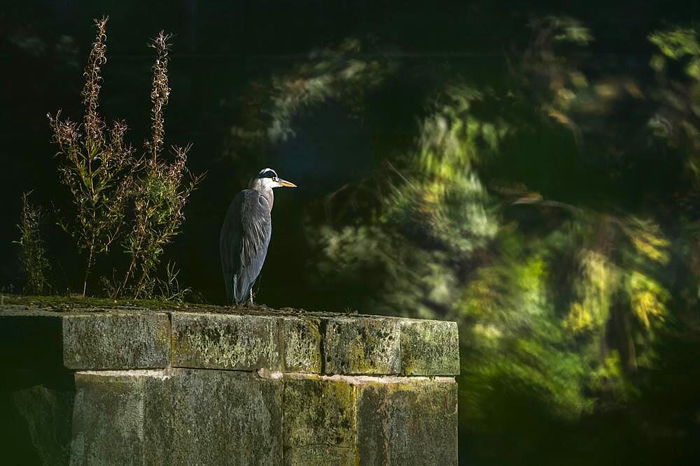 Grey heron (Ardea cinerea), standing on bridge pier, Hesse, Germany, Europe