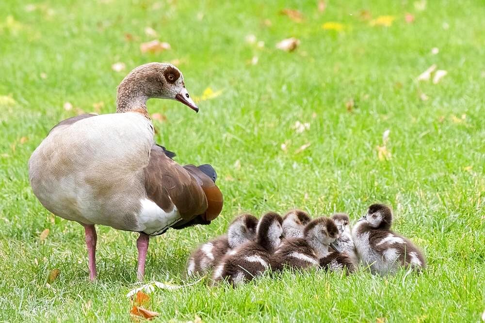 Adult Egyptian goose (Alopochen aegyptiacus) with chicks, Hesse, Germany, Europe