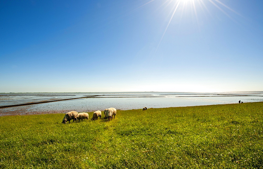 Sheep at the dike in Utlandshoern (Leybucht), city Norden, East Frisia, Lower Saxony, Germany, Europe