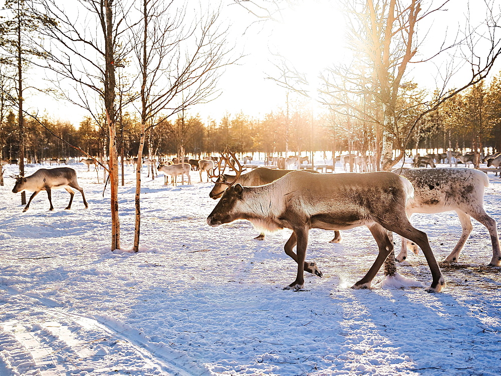 Reindeer (Rangifer tarandus) in the snow with sun, Rovaniemi, Finland, Europe