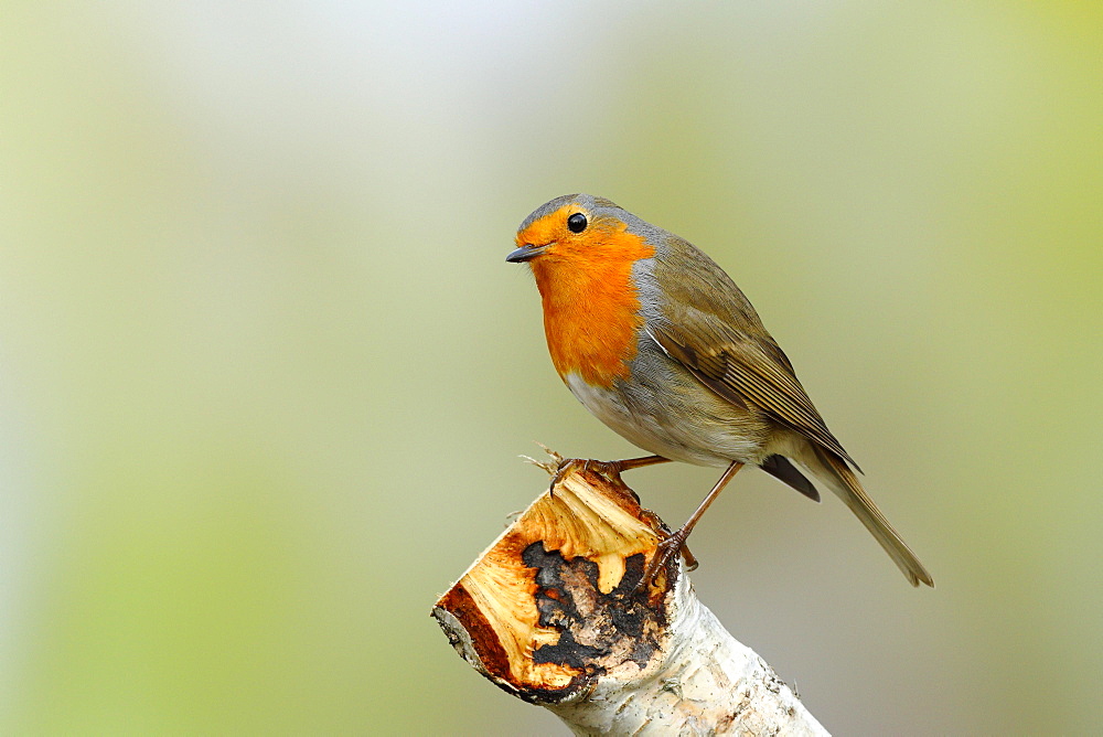 European robin (Erithacus rubecula) sitting on a branch stump, North Rhine-Westphalia, Germany, Europe