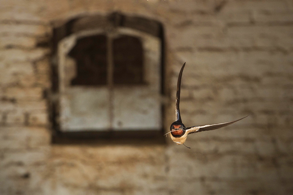 Barn swallow (Hirundo rustica), in flight, Guxhagen, Hesse, Germany, Europe