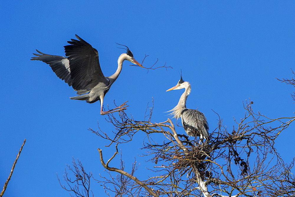 Grey heron (Ardea cinerea), in flight, Guxhagen, Hesse, Germany, Europe