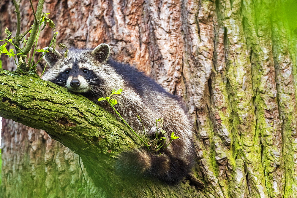 Raccoon (Procyon lotor), Kassel, Hesse, Germany, Europe