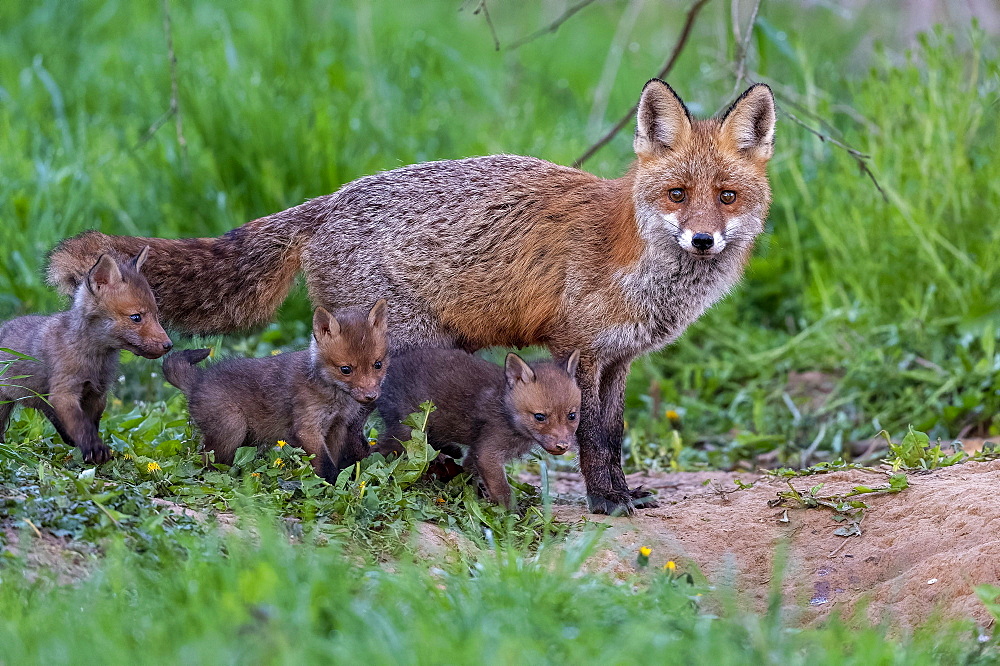 Red fox (Vulpes vulpes), fawn with young, Guxhagen, Hesse, Germany, Europe