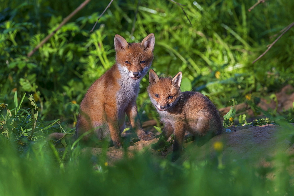 Red fox (Vulpes vulpes), young at the burrow, Guxhagen, Hesse, Germany, Europe