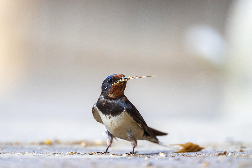 Barn swallow (Hirundo rustica), with nesting material, Guxhagen, Hesse, Germany, Europe