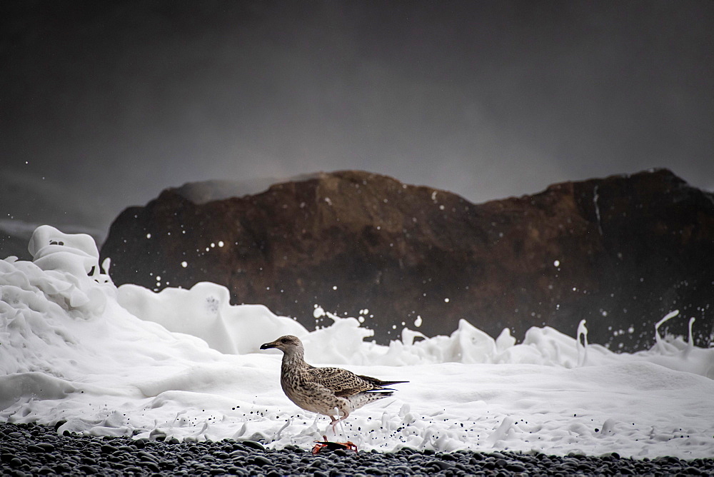 Seagull, surf, Reynisfjara lava beach, near Vik i Myrdal, south coast, Iceland, Europe