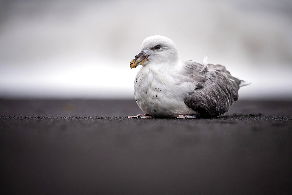 Young Northern fulmar (Fulmarus glacialis) on the beach, Vik i Myrdal, Suourland, Sudurland, South Iceland, Iceland, Europe