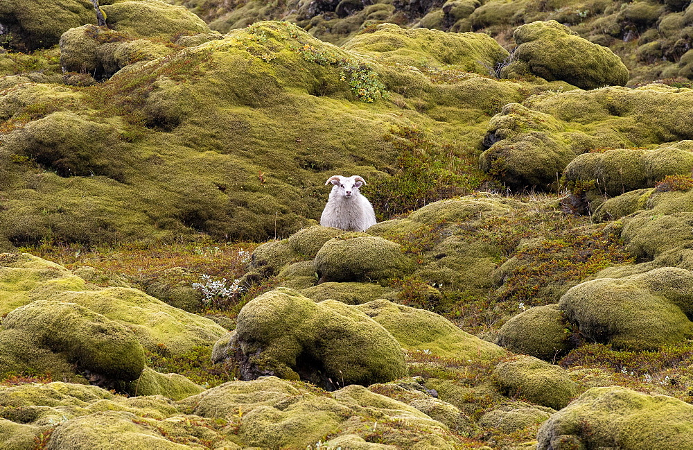 Domestic sheep (Ovis aries) in lava overgrown with Racomitrium elongatum, Ytra Hraun, near Kirkjubaejarklaustur, Kirkjubaejarklaustur, Skaftarhreppur municipality, Suourland region, Sudurland, Iceland, Europe