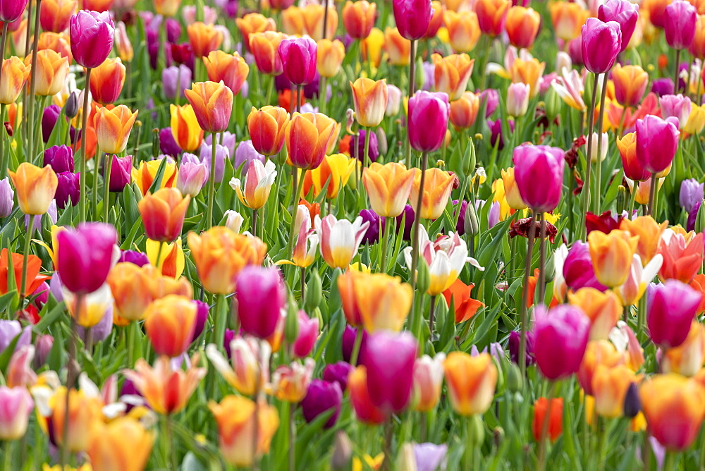 Tulip field, Keukenhof, Netherlands