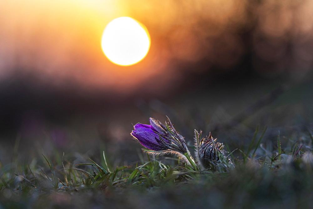 Common Pasque flower (Pulsatilla) at sunset vulgaris, NP Eifel