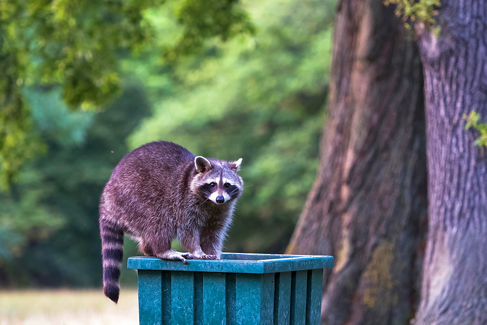 Raccoon (Procyon lotor) on litter bin in park, Hesse, Germany, Europe