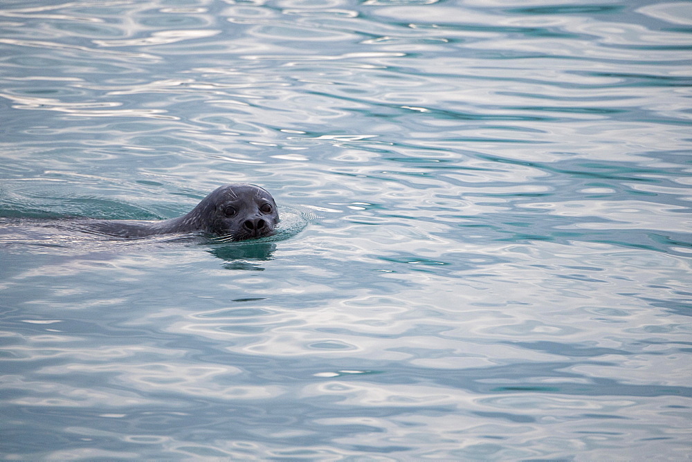 Harbor seal (Phoca vitulina) swims in the glacier lagoon Joekulsarlon, South Iceland, Iceland, Europe