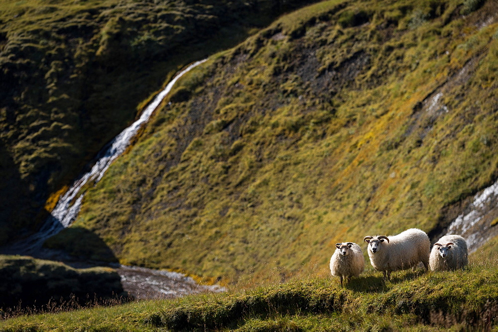 Domestic sheep (Ovis aries), Fjaorargljufur or Fjadrargljufur Canyon, Kirkjubaejarklaustur, Skaftarhreppur, Suourland, Iceland, Europe