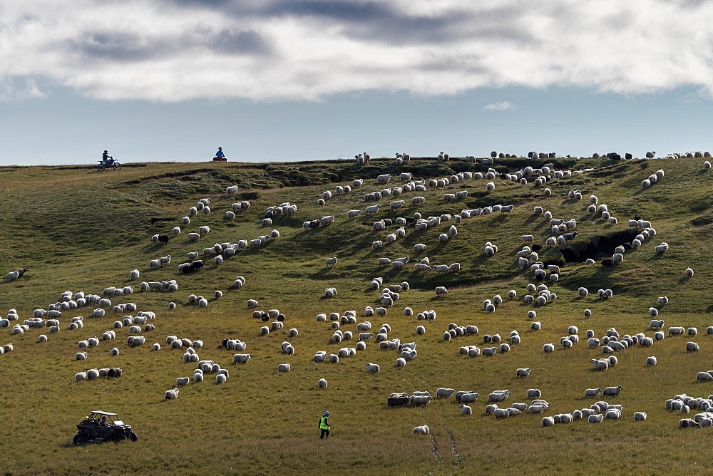 Domestic sheep (Ovis aries), men on quads at the sheep drive or Rettir, Kirkjubaejarklaustur, Skaftarhreppur, Suourland, Iceland, Europe