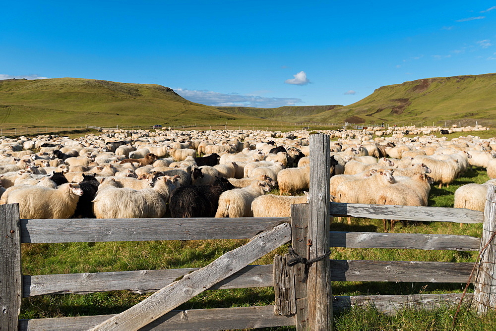 Domestic sheep (Ovis aries), sheep drive or rettir, Kirkjubaejarklaustur, Skaftarhreppur, Suourland, Iceland, Europe