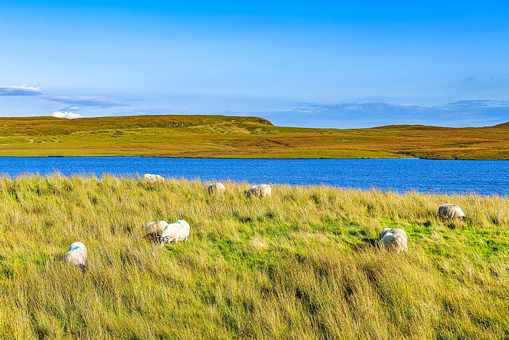 Sheep grazing on Loch Leathan, Isle of Skye, Scotland, UK