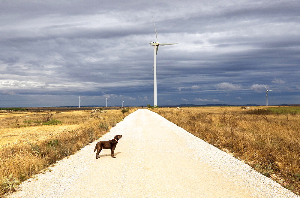 Dog in front of wind turbines on the Paramo de Masa plateau, Burgos province, Castile, Spain, Europe