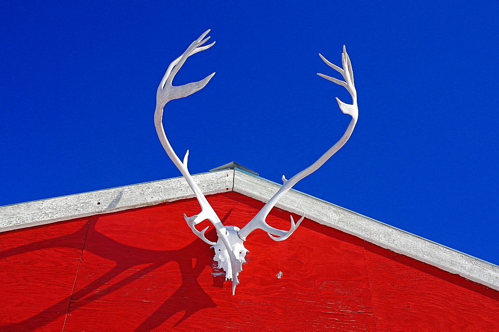 Antlers of a reindeer on a red house, Arctic, North America, Sisimiut District, Qeqqata Kommunia, Kangerlussuaq, Greenland, Denmark, North America