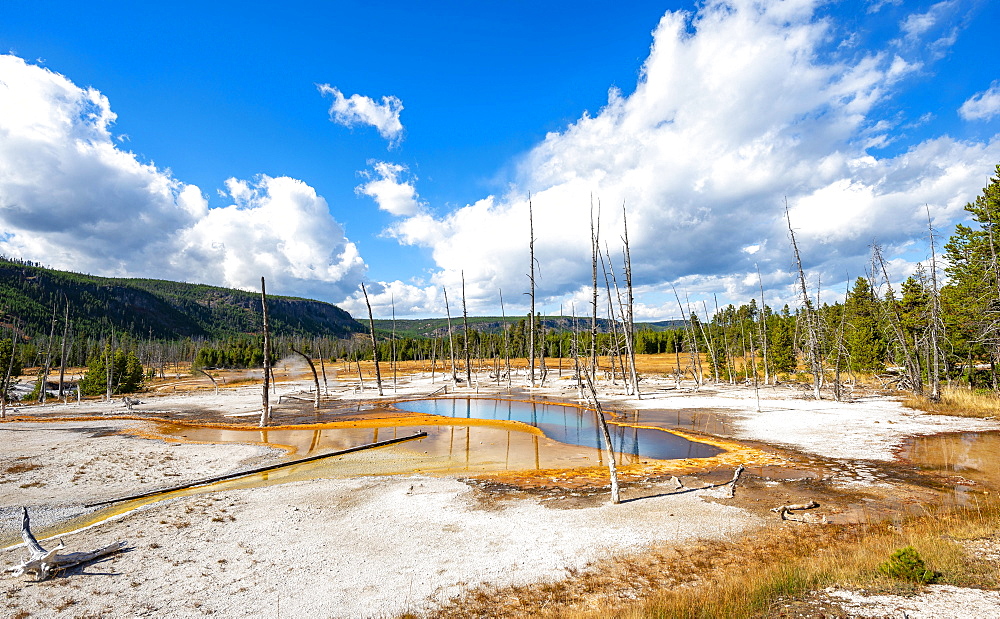 Dead trees at Opalescent Pool with mineral deposits, Black Sand Basin, Yellowstone National Park, Wyoming, USA, North America