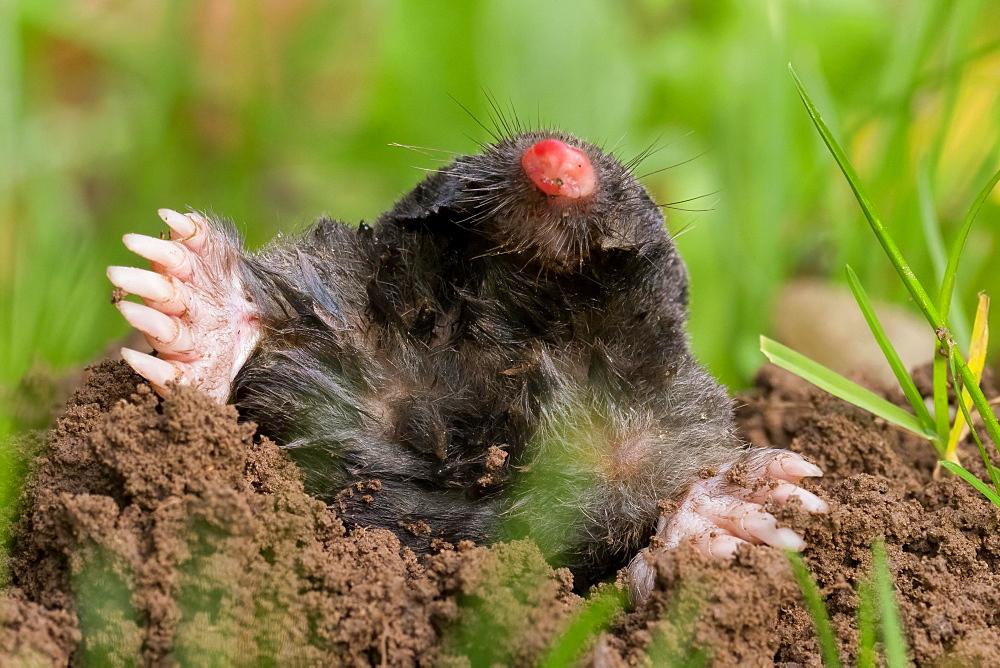 European mole (Talpa europaea) on molehill, Hesse, Germany, Europe