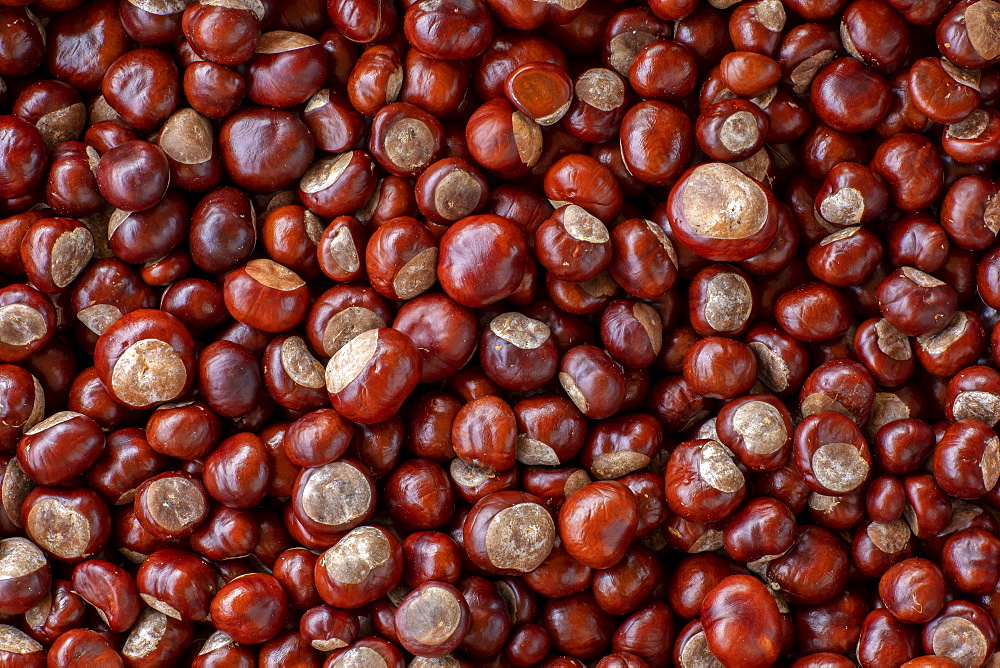 Chestnuts, seeds of the common sweet buckeye (Aesculus flava) image-filling