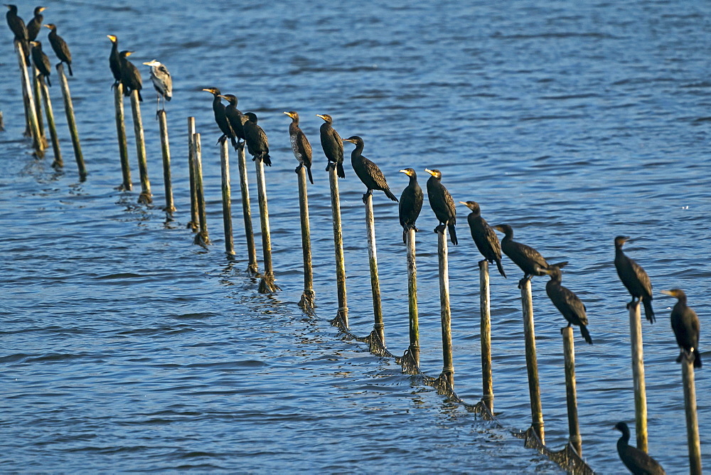 Great cormorant (Phalacrocorax carbo) sitting on poles, wildlife, National Park Vorpommersche Boddenlandschaft, Zingst, Mecklenburg-Western Pomerania, Germany, Europe