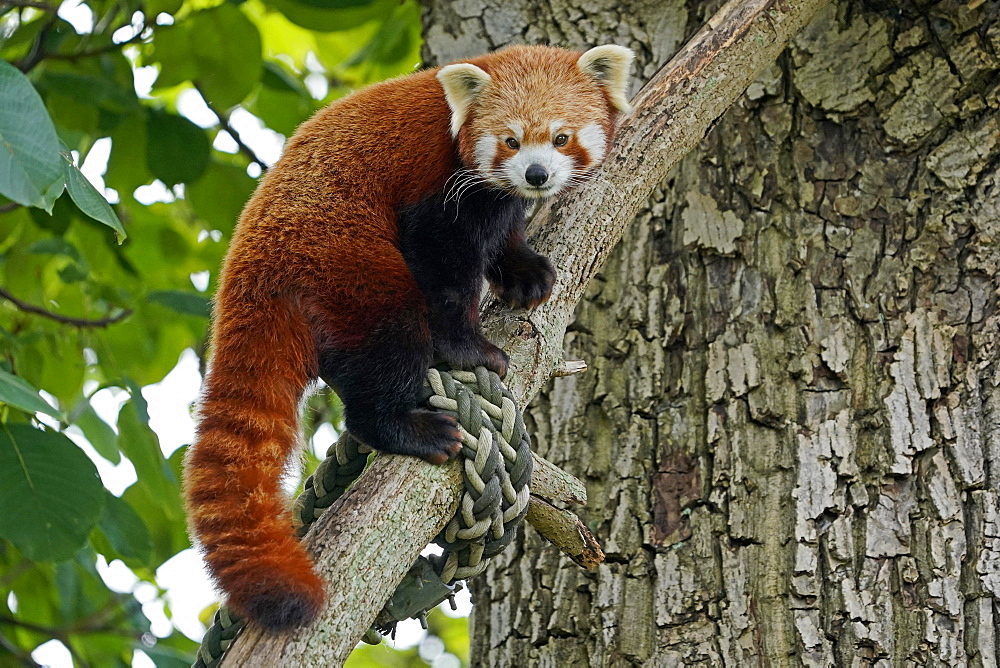 Red panda (Ailurus fulgens fulgens) climbing a tree, captive, Germany, Europe