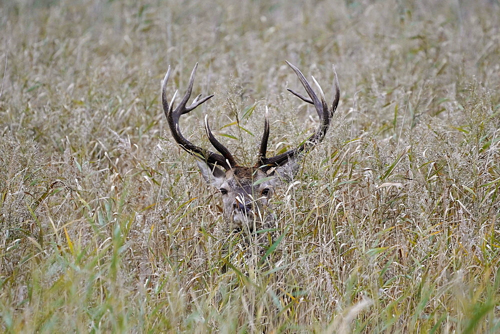 Red deer (Cervus elaphus), rutting, roaring deer, wildlife, Vorpommersche Boddenlandschaft National Park, Mecklenburg-Western Pomerania, Germany, Europe