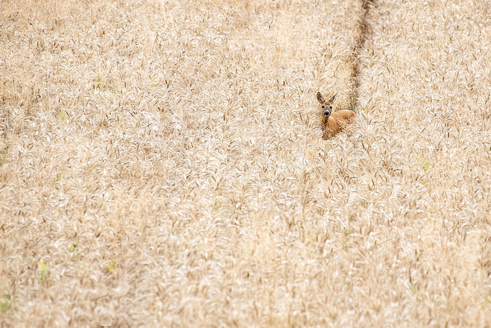 European roe deer (Capreolus capreolus), female, walking through a grain field and leaving a clear trail, Limbach, Burgenland, Austria, Europe