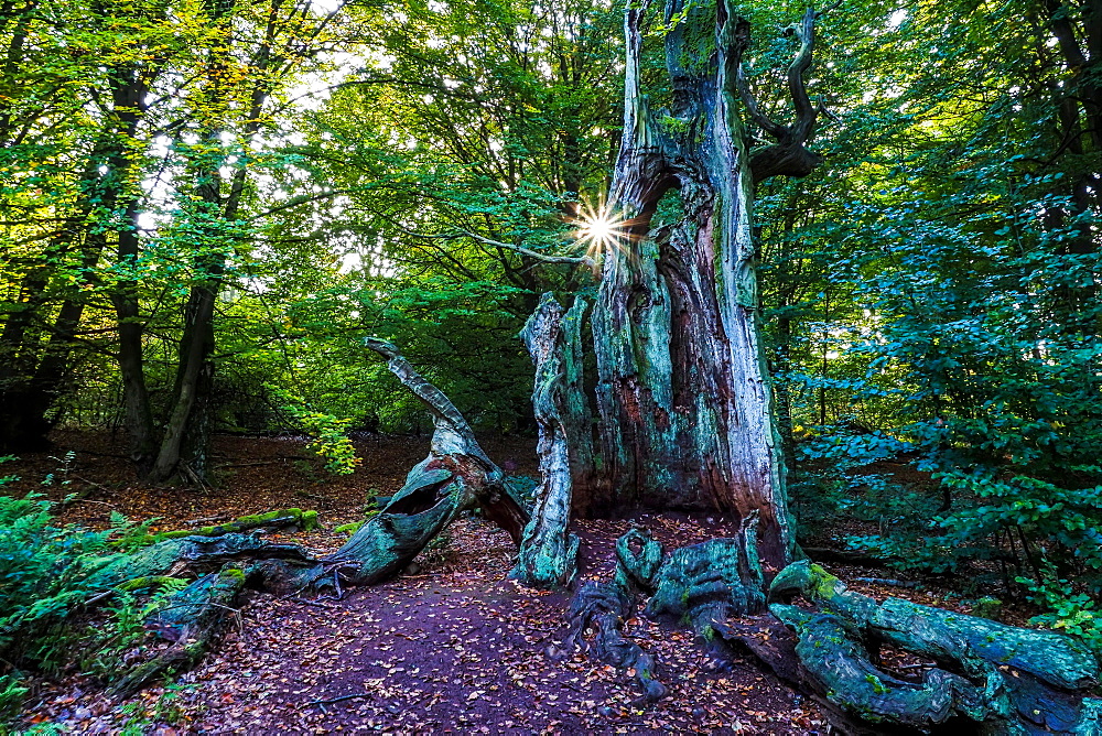 Dead old beech (Fagus), Sababurg primeval forest, Hesse, Germany, Europe