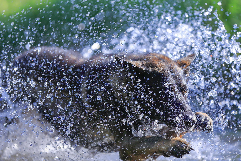 German shepherd domestic dog (Canis lupus familiaris), adult, male, jumping through the water, Rhineland-Palatinate, Germany, Europe