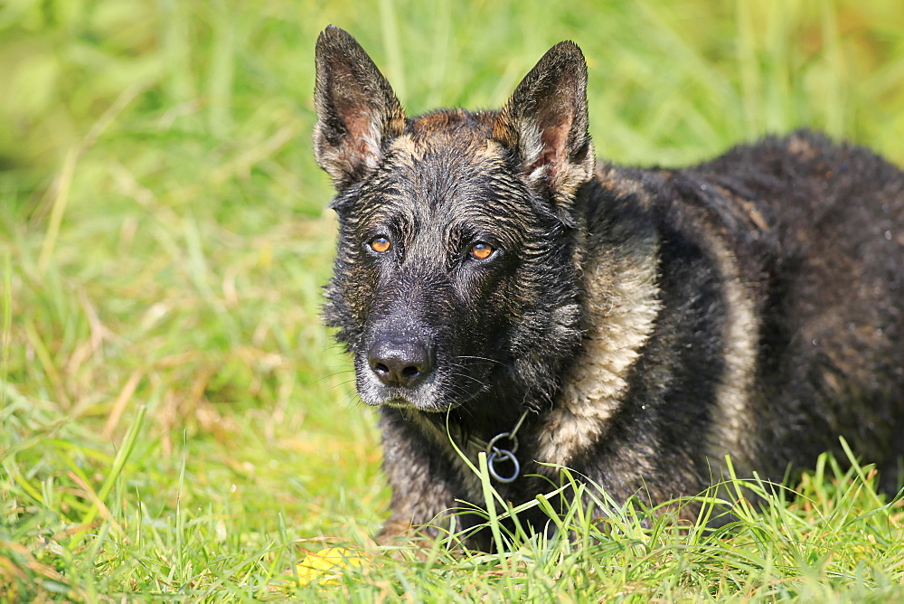 German shepherd Domestic dog (Canis lupus familiaris), adult, male, lying in grass, Rhineland-Palatinate, Germany, Europe