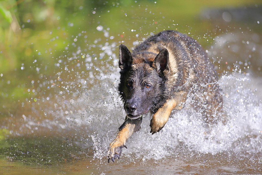 German shepherd domestic dog (Canis lupus familiaris), adult, male, jumping through a stream, Rhineland-Palatinate, Germany, Europe