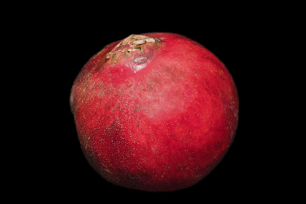 Pomegranate (Punica granatum), studio photography with black background