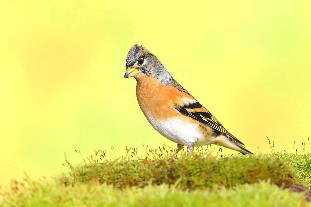 Brambling (Fringilla montifringilla), adult male in winter plumage, standing on moss, North Rhine-Westphalia, Germany, Europe