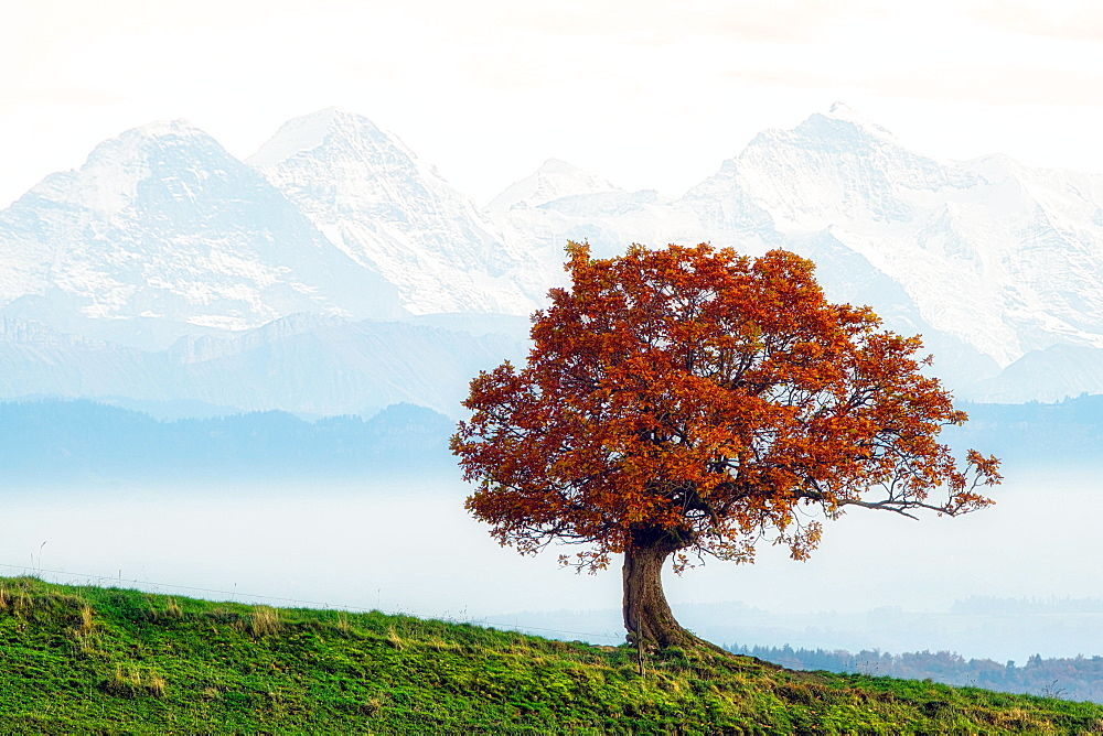 Autumn-coloured oak (Quercus) in the fog, behind Bernese Alps, mountains Eiger, Moench, Jungfrau, Canton Basel-Landschaft, Switzerland, Europe