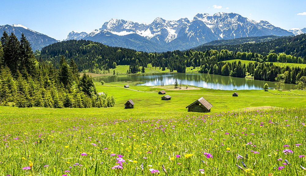 Flower meadow with hay barn at Geroldsee, view of Karwendel mountains in spring, Gerold, Bavaria, Germany, Europe