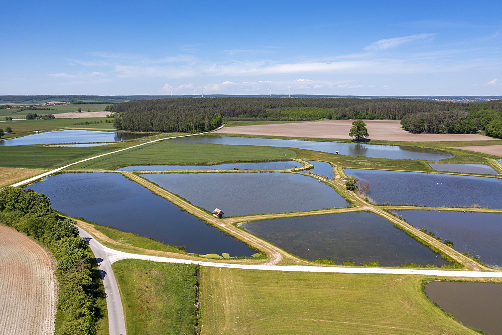 Fish ponds, carp ponds, carp breeding, near Gottesgab, Uehlfelder Carp circular trail, Uehlfeld, Aischgrund, Middle Franconia, Franconia, Germany, Europe