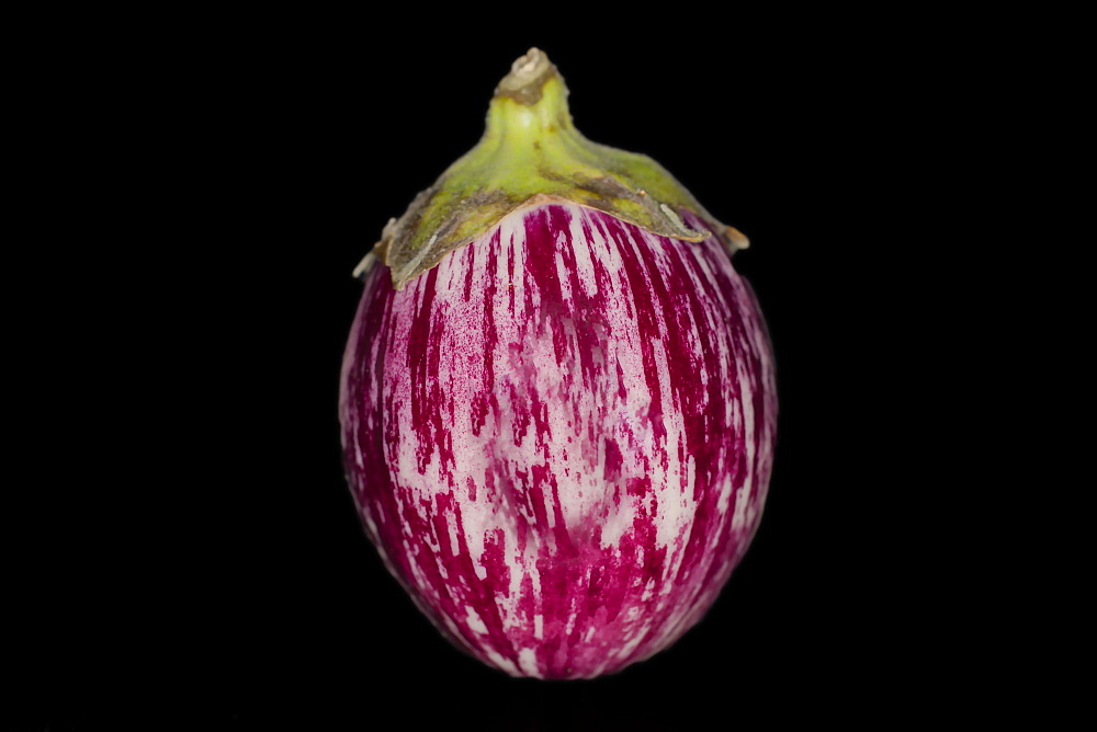 Thai aubergine (Solanum virginianum L.) (Syn.: Solanum xanthocarpum Schrad. & H.Wendl.) (Solanum surattense Burm.f.) (Solanum mairei H.Leveille) in the colour Graffity, studio photograph with black background