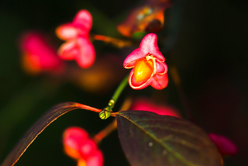 European spindle (Euonymus europaeus), seed stand, Hesse, Germany, Europe