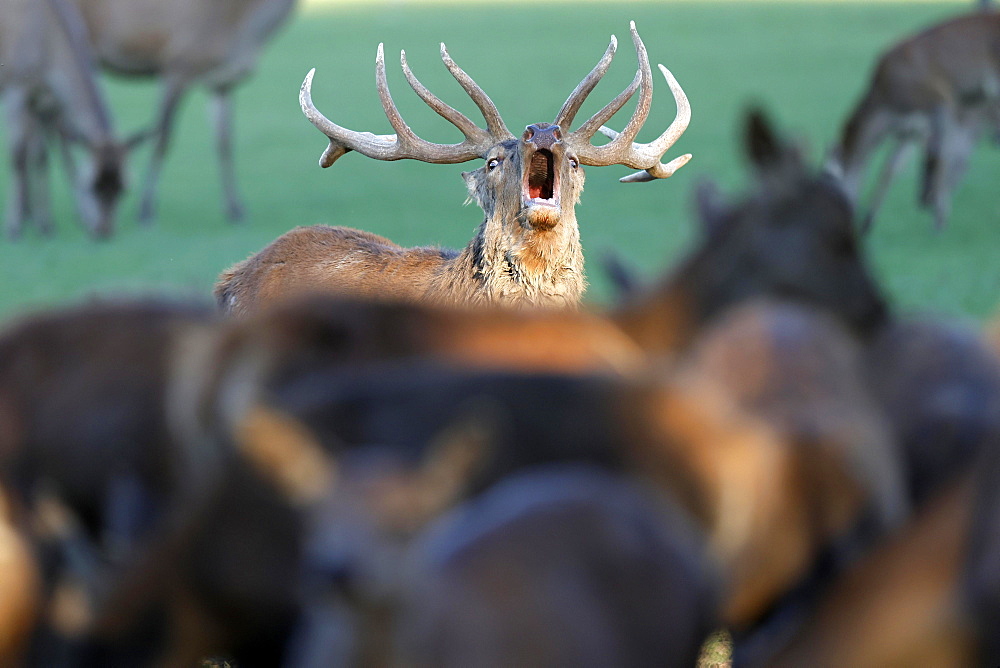 Red deer (Cervus elaphus), stag roaring during the rut, captive, France, Europe